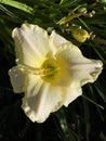 Daylily Hemerocallis `White Rose MemorialÃ¢â¬Ë Hemerocallis Hybride `White Rose MemorialÃ¢â¬Ë Royalty Free Stock Photo